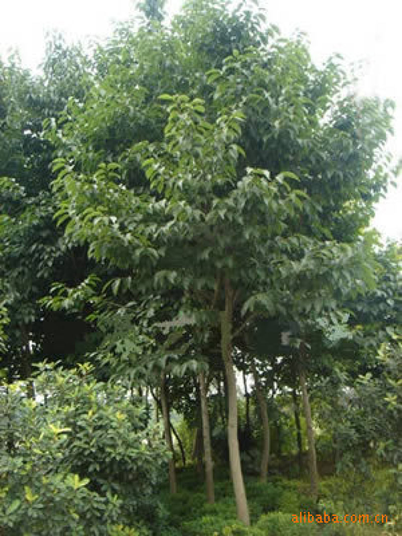 杜仲树