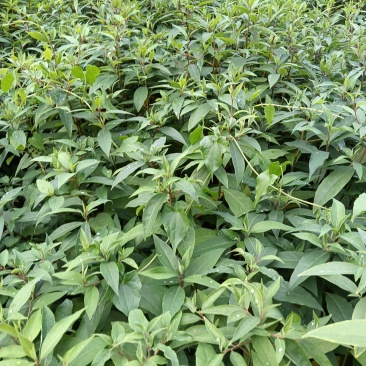 木姜子，山苍子杯苗