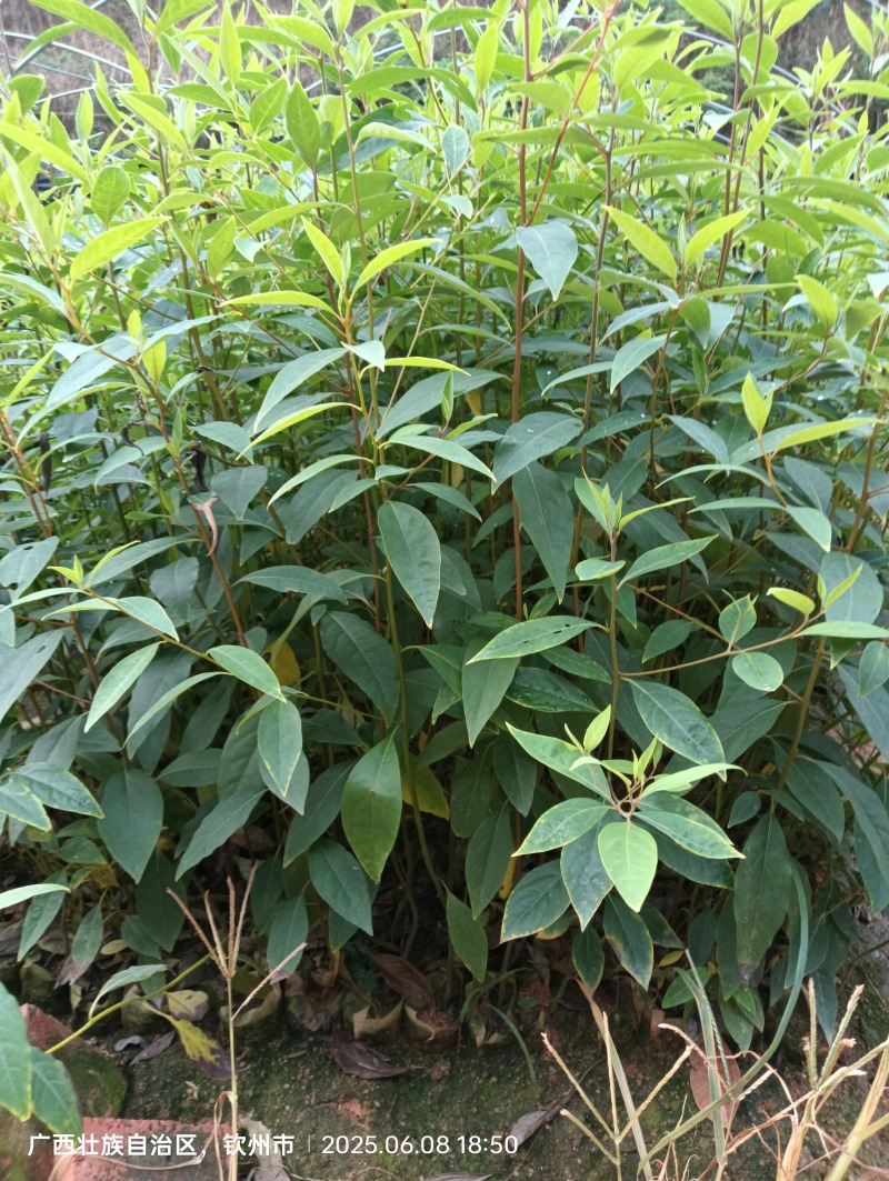 木姜子，山苍子杯苗