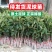 枇杷树苗嫁接大五星枇杷果苗特大琵琶庭院果树南北方种植当年结果