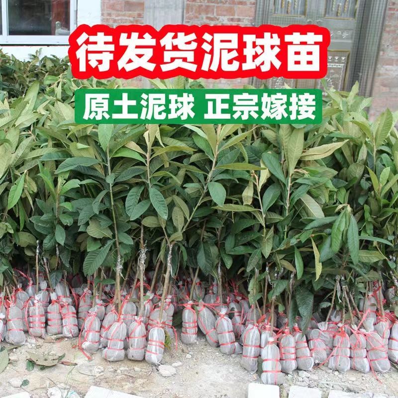 枇杷树苗嫁接大五星枇杷果苗特大琵琶庭院果树南北方种植当年结果