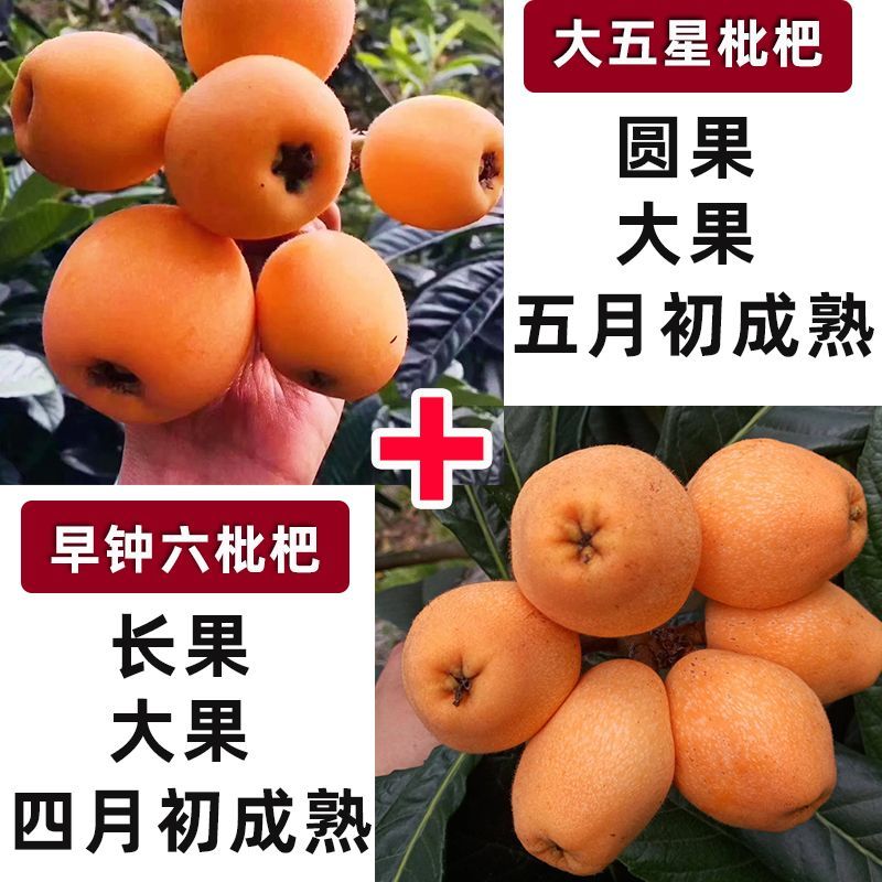 枇杷树苗嫁接大五星枇杷果苗特大琵琶庭院果树南北方种植当年结果