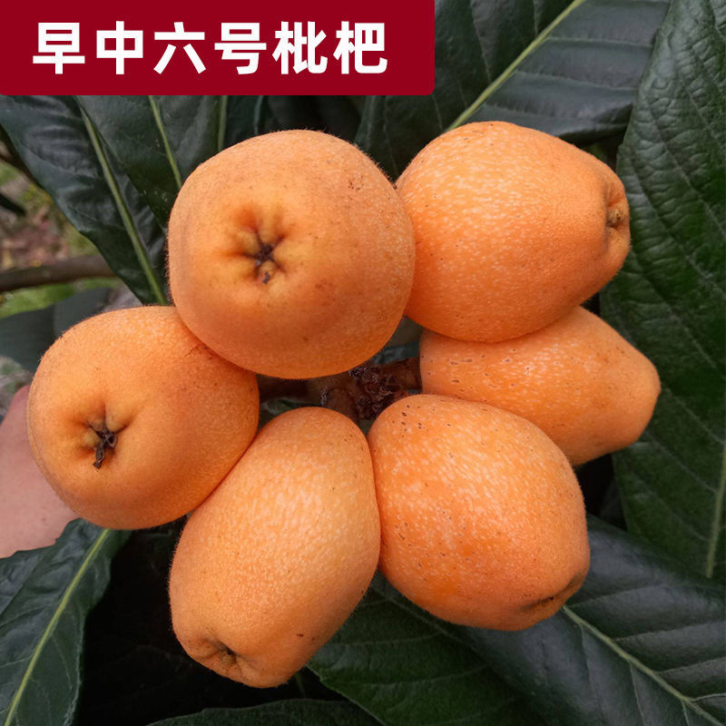 枇杷树苗嫁接大五星枇杷果苗特大琵琶庭院果树南北方种植当年结果