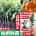 枇杷树苗嫁接大五星枇杷果苗特大琵琶庭院果树南北方种植当年结果
