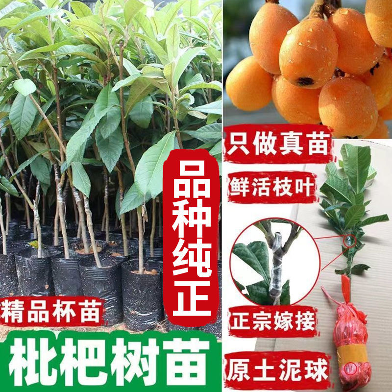 枇杷树苗嫁接大五星枇杷果苗特大琵琶庭院果树南北方种植当年结果