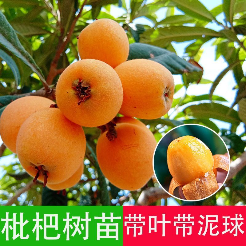 枇杷树苗嫁接大五星枇杷果苗特大琵琶庭院果树南北方种植当年结果