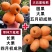枇杷树苗嫁接大五星枇杷果苗特大琵琶庭院果树南北方种植当年结果