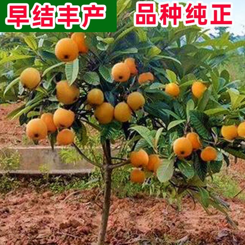 枇杷树苗嫁接大五星枇杷果苗特大琵琶庭院果树南北方种植当年结果
