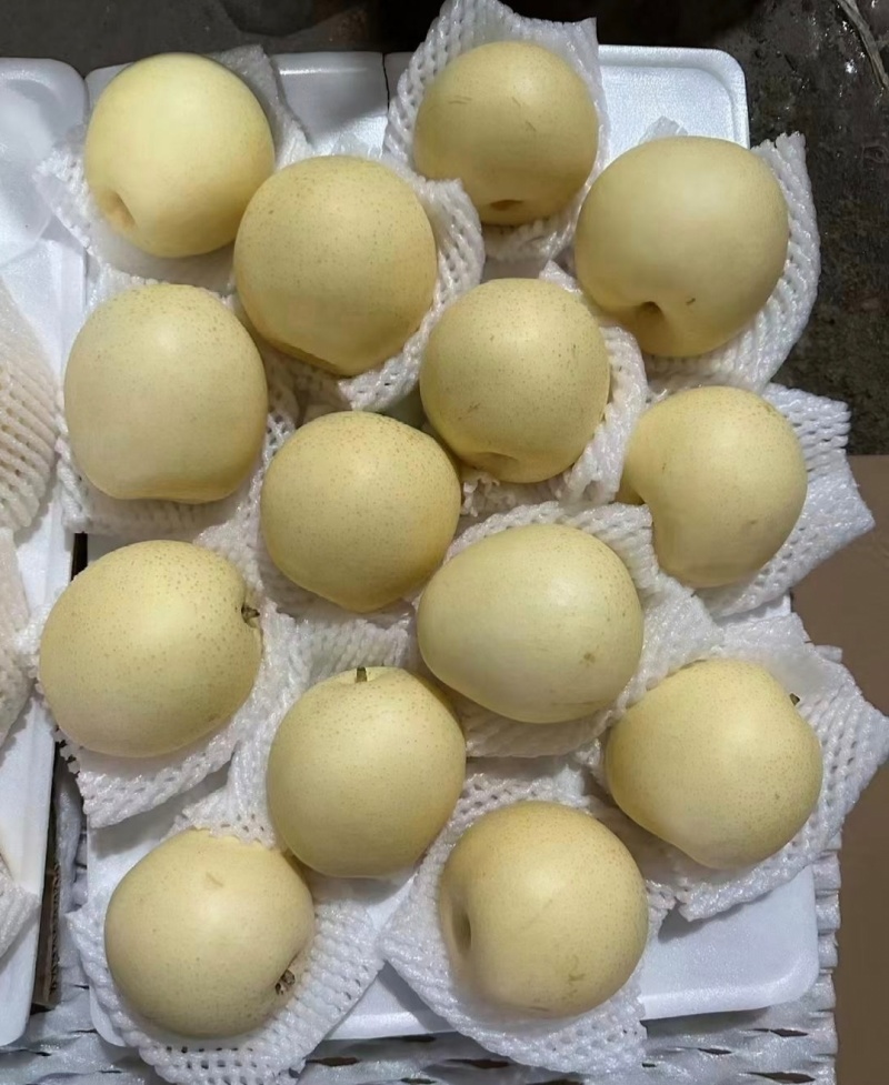 河北梨皇冠梨甜脆多汁品质保证货源充足供全国商超