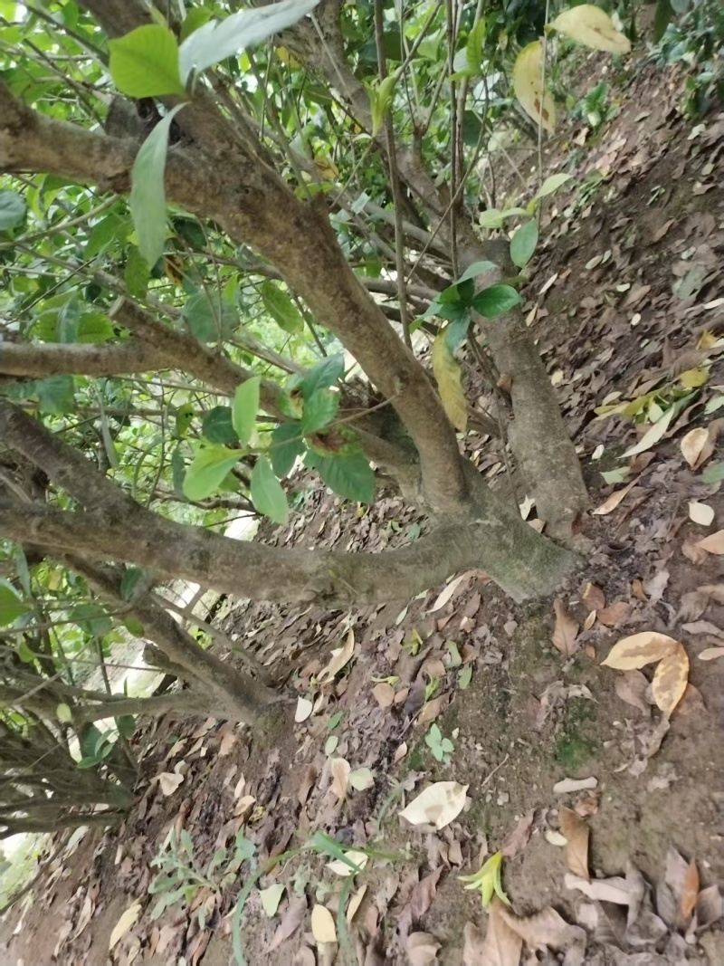 基地十年到三十老桩雀舌栀子，大栀子花盆栽树