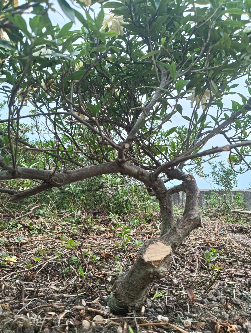 基地十年到三十老桩雀舌栀子，大栀子花盆栽树