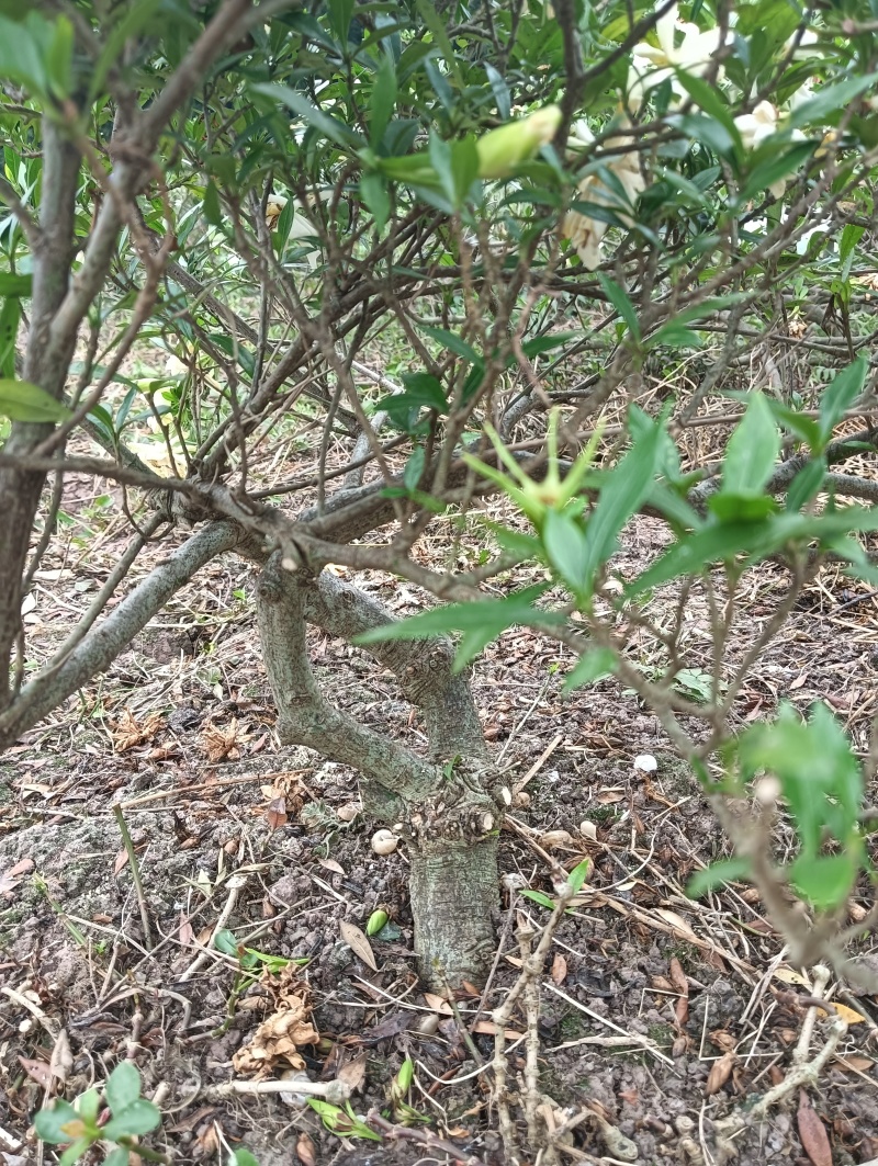 基地十年到三十老桩雀舌栀子，大栀子花盆栽树