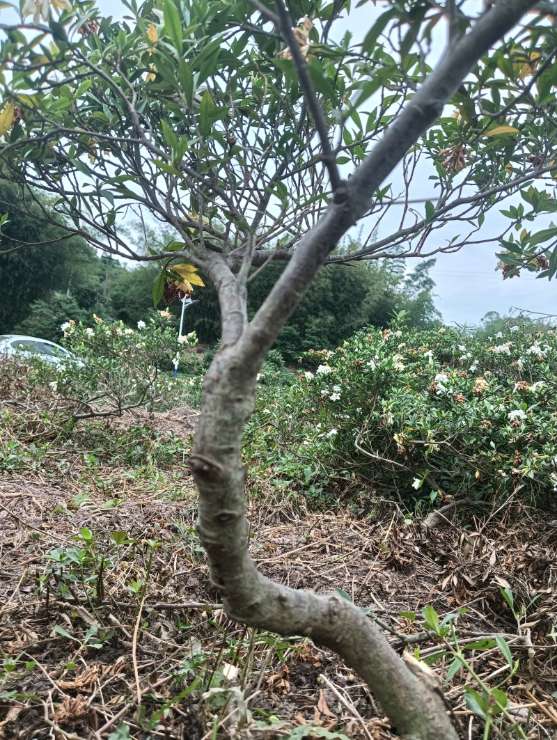 基地十年到三十老桩雀舌栀子，大栀子花盆栽树
