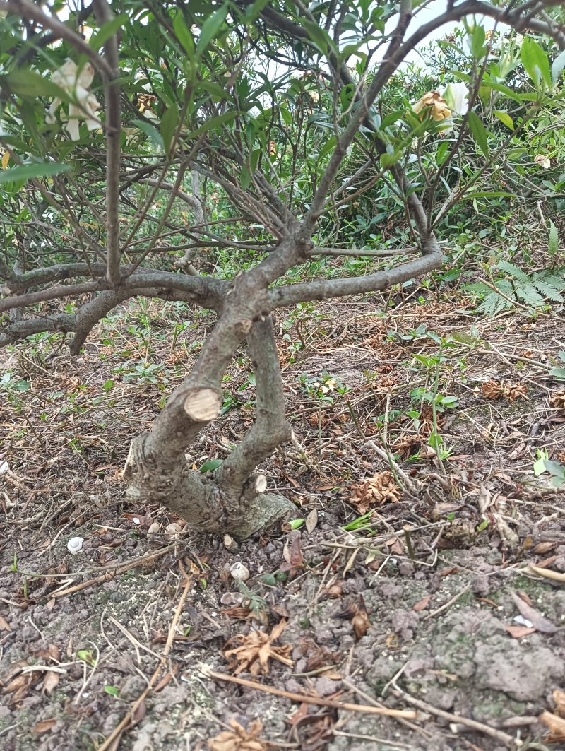基地十年到三十老桩雀舌栀子，大栀子花盆栽树