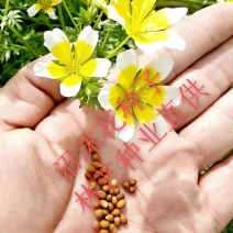 沼沫花种子白池花荷包蛋花种籽室外内阳台盆栽春秋播