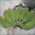 新爆品，苹果蕉，一件代发