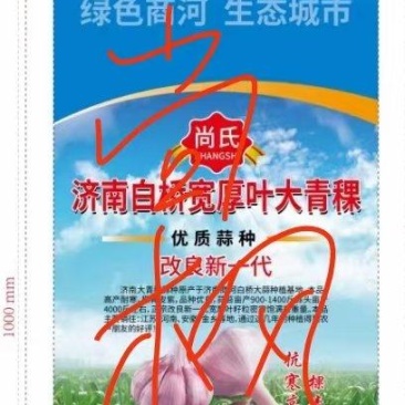 济南大青稞蒜种商河蒜种白桥蒜种白桥大青稞蒜种