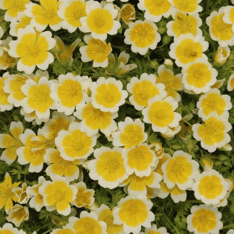 沼沫花种子白池花荷包蛋花种籽室外内阳台盆栽春秋播