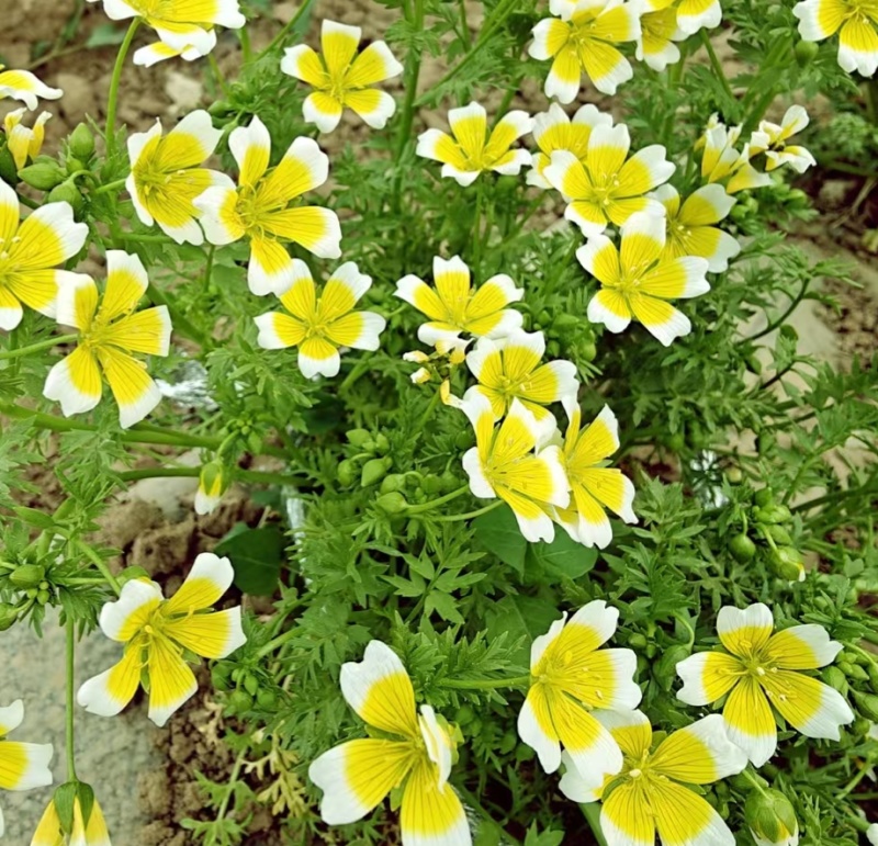 沼沫花种子白池花荷包蛋花种籽室外内阳台盆栽春秋播