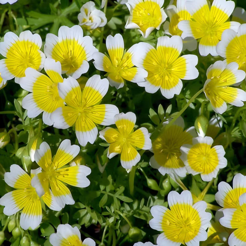 沼沫花种子白池花荷包蛋花种籽室外内阳台盆栽春秋播