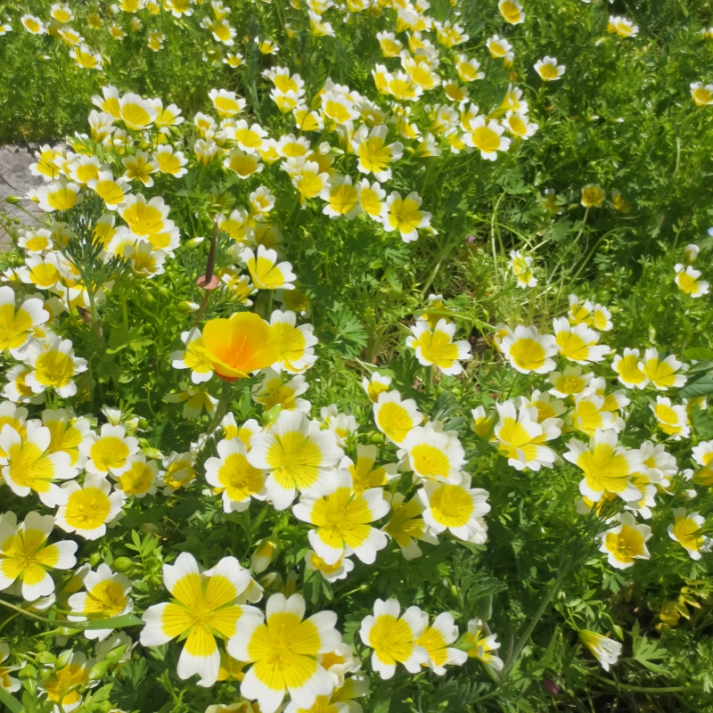 沼沫花种子白池花荷包蛋花种籽室外内阳台盆栽春秋播