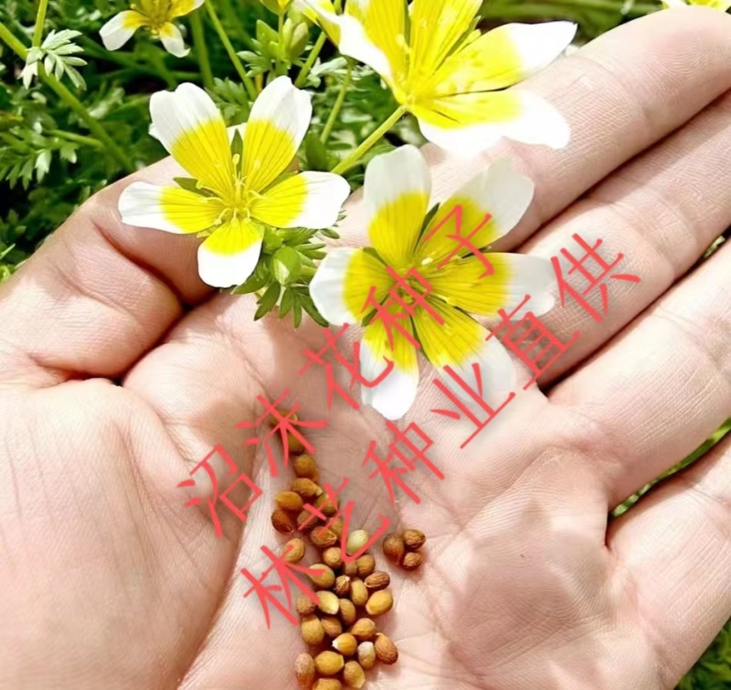沼沫花种子白池花荷包蛋花种籽室外内阳台盆栽春秋播