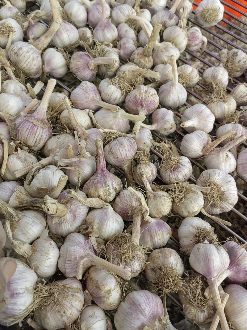 济南大青稞蒜种商河蒜种白桥蒜种白桥大青稞蒜种