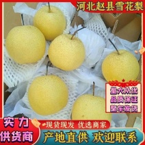 河北梨雪花梨赵县梨一手货源批发，个头大均匀果肉细腻
