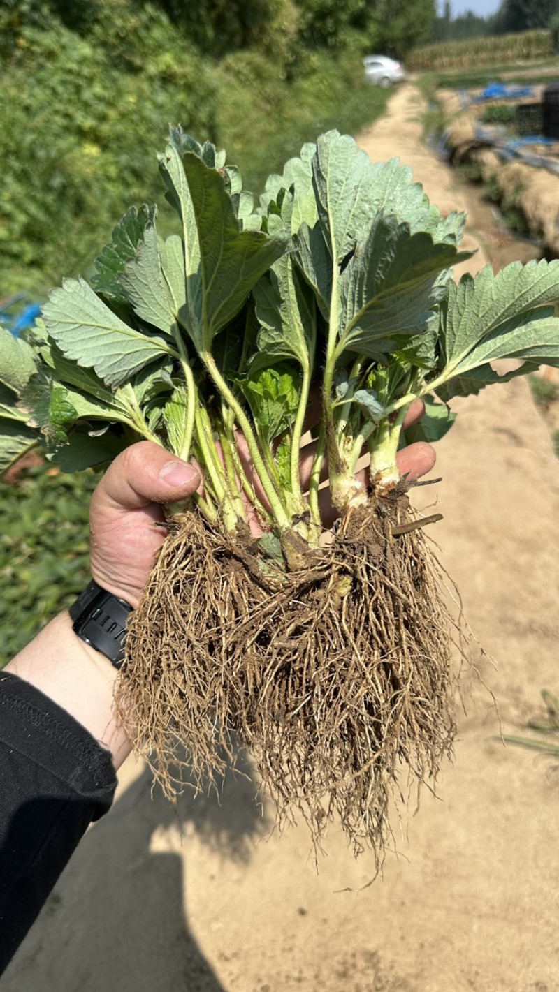 香野草莓苗越秀草莓苗脱毒隋株草莓苗包成活现挖现卖