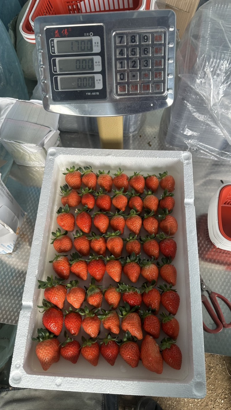 香野草莓苗越秀草莓苗脱毒隋株草莓苗包成活现挖现卖