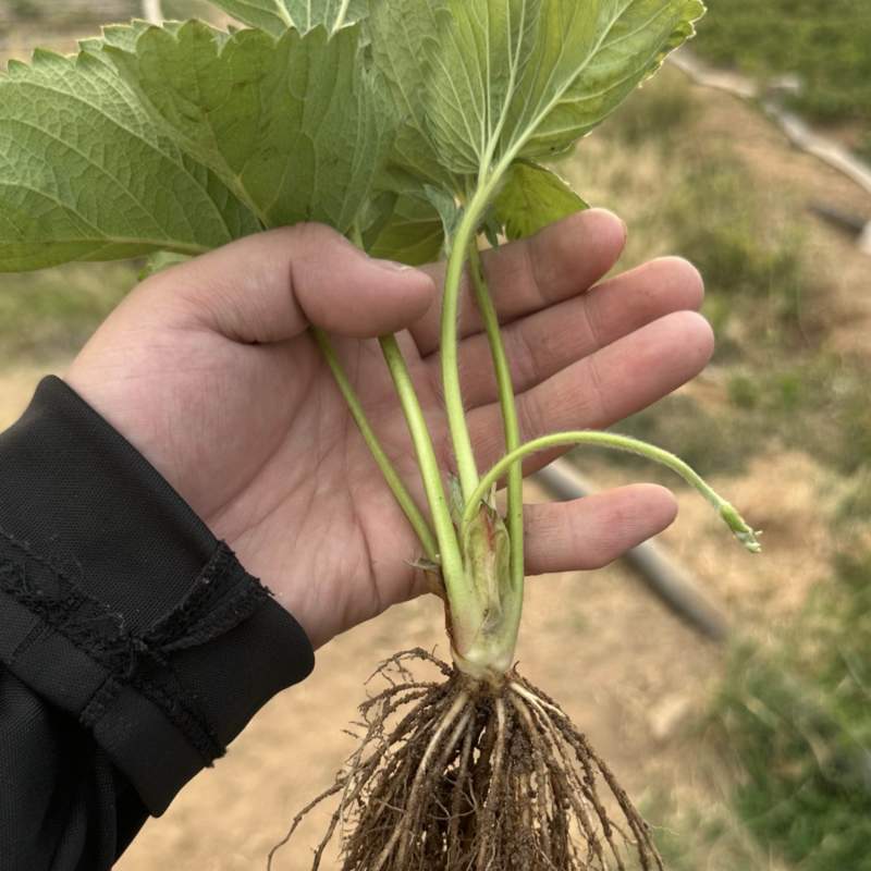 香野草莓苗越秀草莓苗脱毒隋株草莓苗包成活现挖现卖
