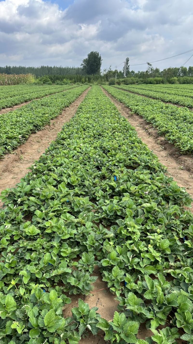 香野草莓苗越秀草莓苗脱毒隋株草莓苗包成活现挖现卖