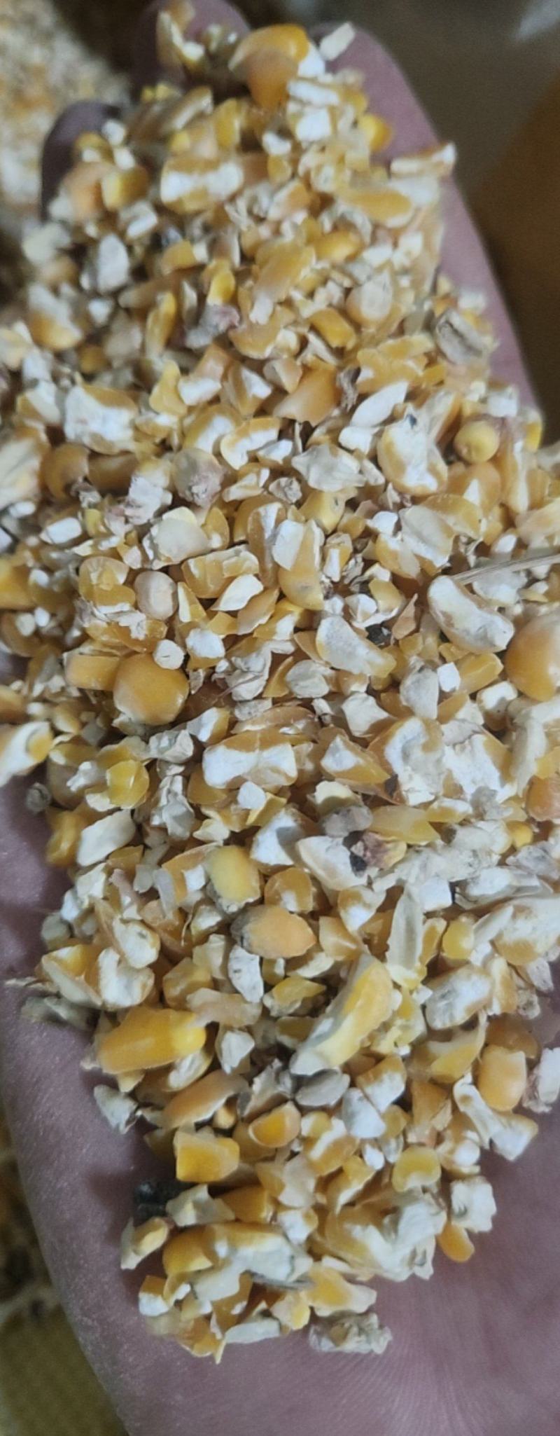 碎玉米下脚料，过风过筛