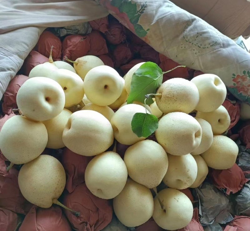 河北梨水晶梨鸭梨质量好，上货快有需要的客商联系。
