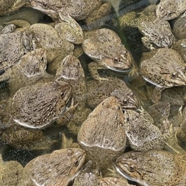 泰蛙