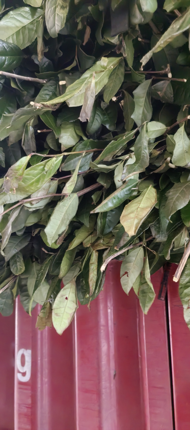 常年供应四川老茶原料，茶梗，茶叶