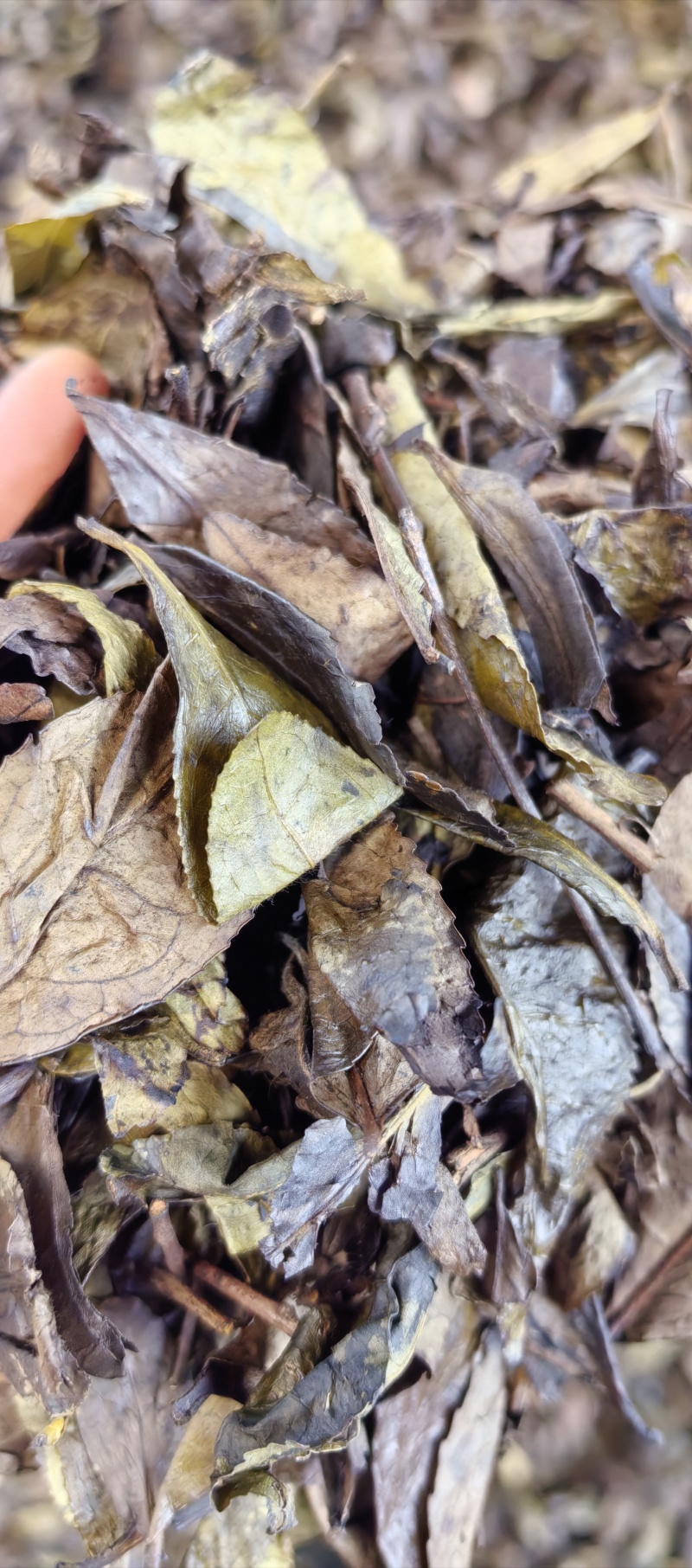 常年供应四川老茶原料，茶梗，茶叶