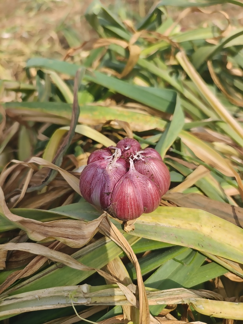 精品紫皮干蒜