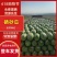 《推荐》宁夏中卫石头瓜，硒砂瓜，一手货源大量上市，视频看