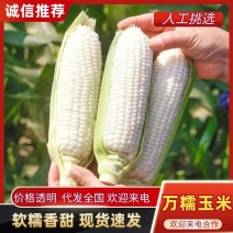 重庆精品玉米万糯188工厂货电商货大量上市价格便