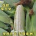 重庆精品玉米万糯188工厂货电商货大量上市价格便