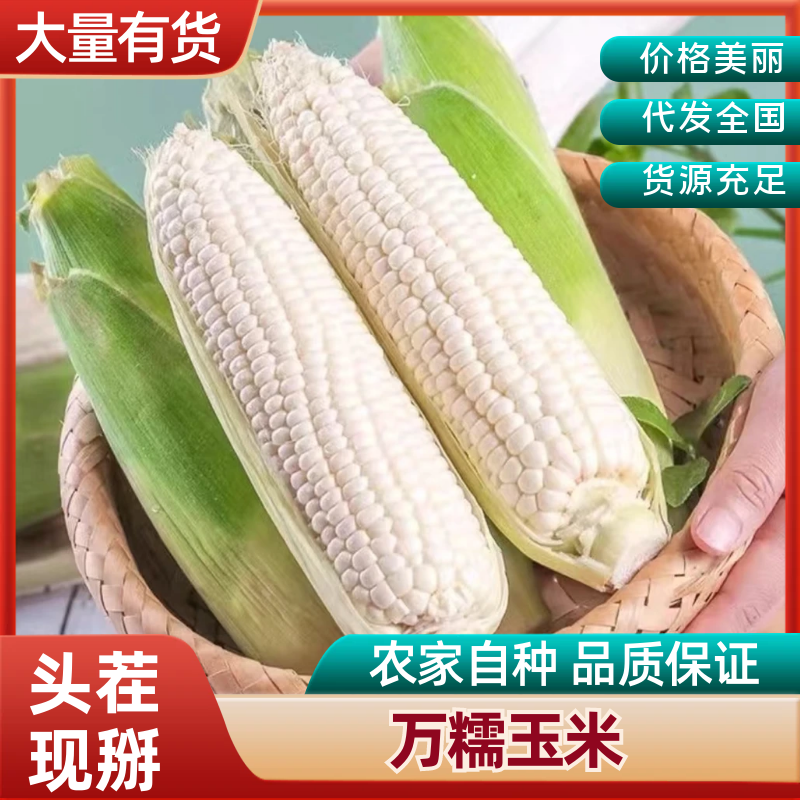 重庆精品玉米万糯188工厂货电商货大量上市价格便