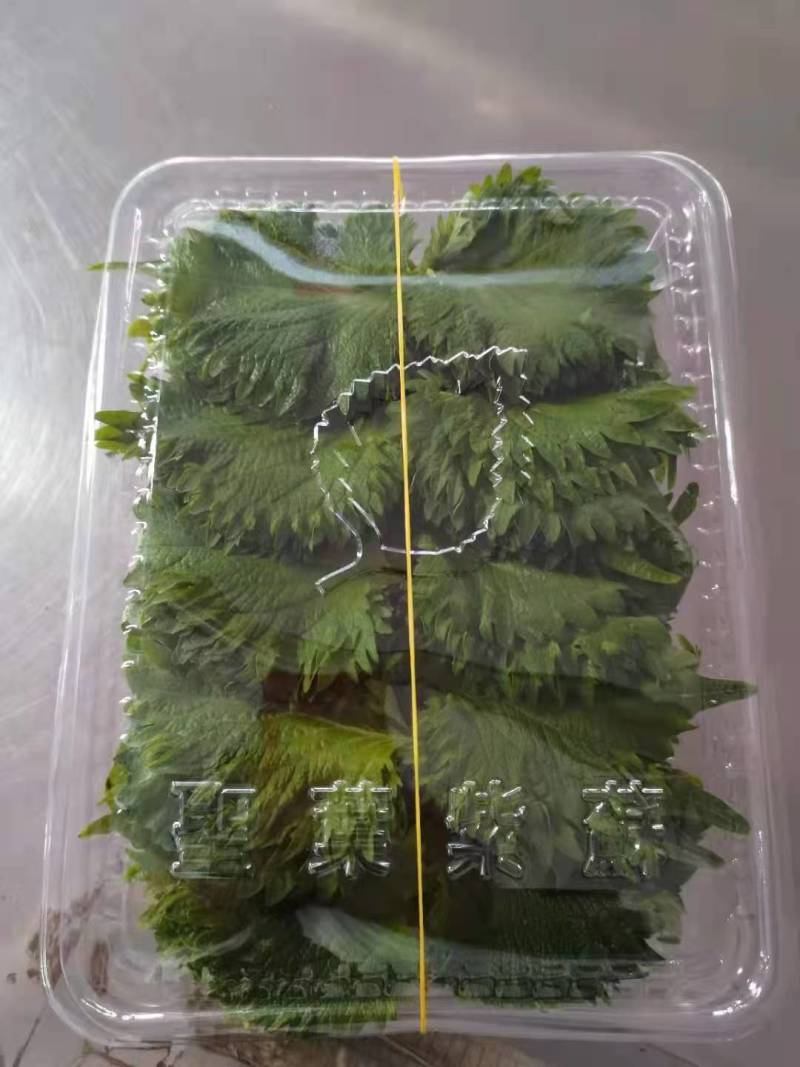 江苏紫苏叶货源充足，产地直发，新鲜到家，全国发货