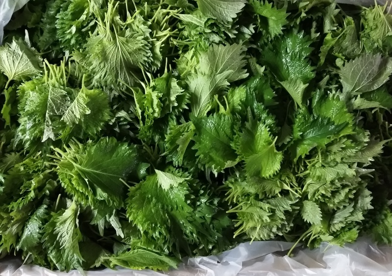 江苏紫苏叶货源充足，产地直发，新鲜到家，全国发货