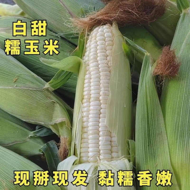 四川万糯188大量上市热卖中，支持视频要货欢迎来电质询