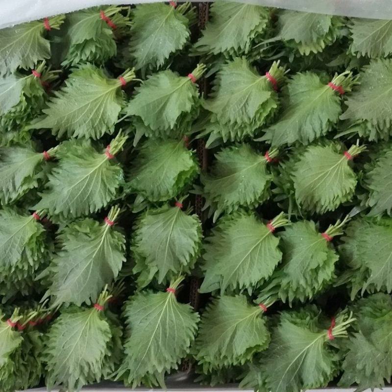 江苏紫苏叶货源充足，产地直发，新鲜到家，全国发货