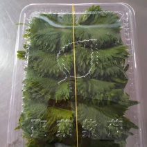 江苏紫苏叶货源充足，产地直发，新鲜到家，全国发货