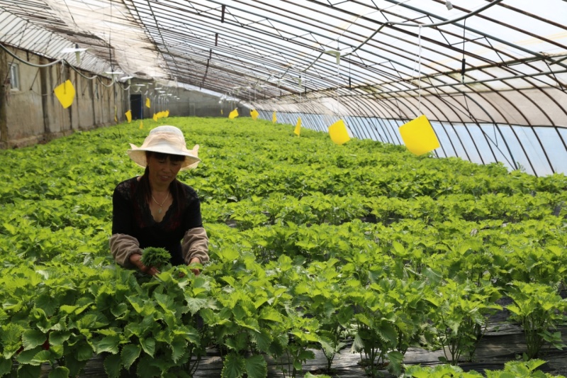 江苏紫苏叶货源充足，产地直发，新鲜到家，全国发货