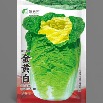 金黄白白菜种子夏秋季栽培早熟抗热耐湿可苗球两用