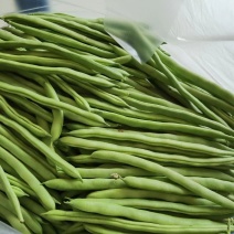 高山四季豆长阳四季豆产地直供量大优惠欢迎咨询订购